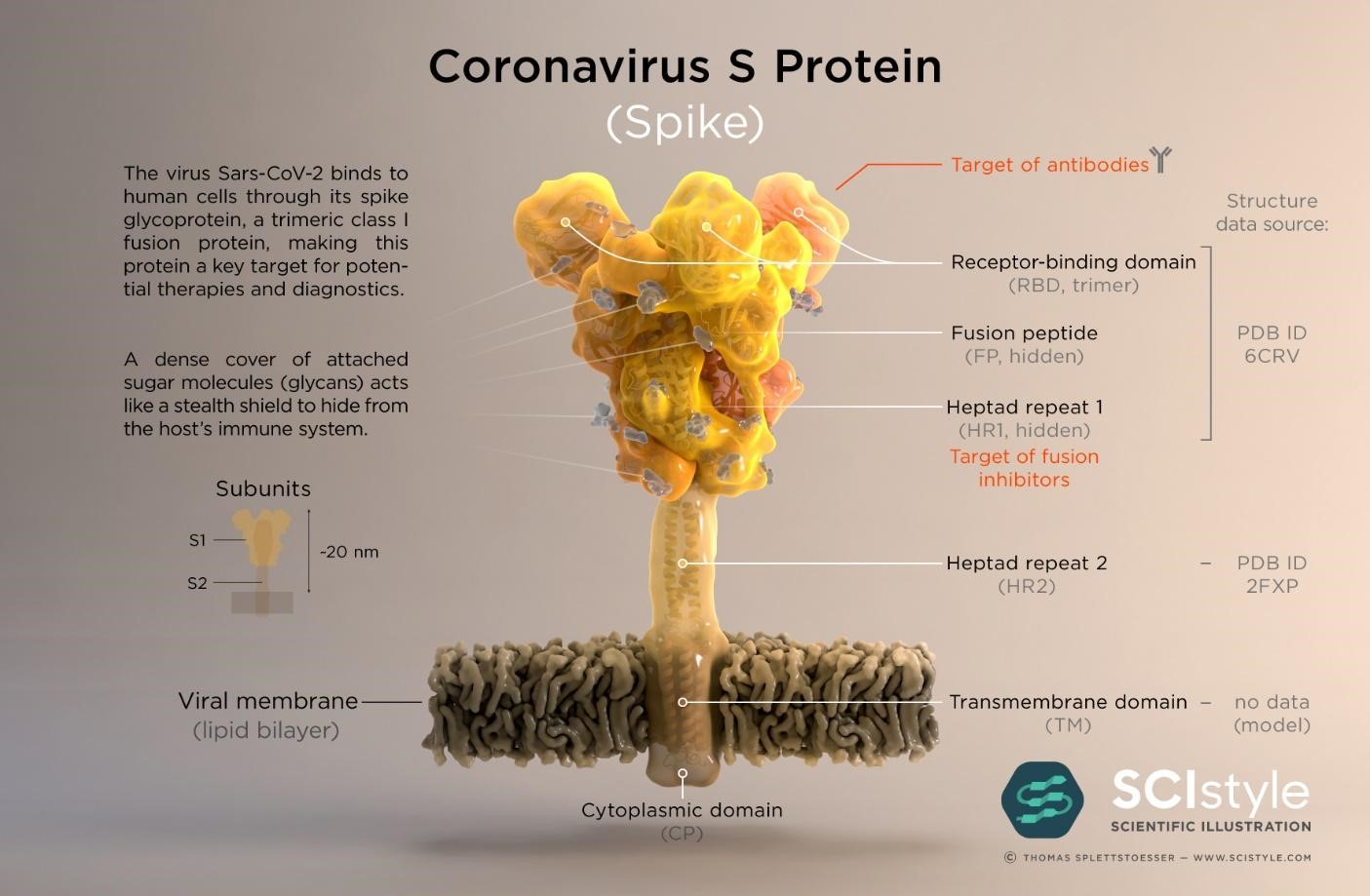 corona protein